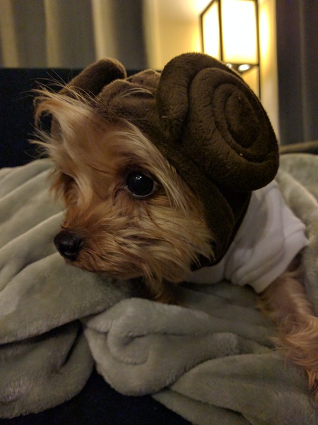 Entry image for Leia. Clicking this image will show a larger photo