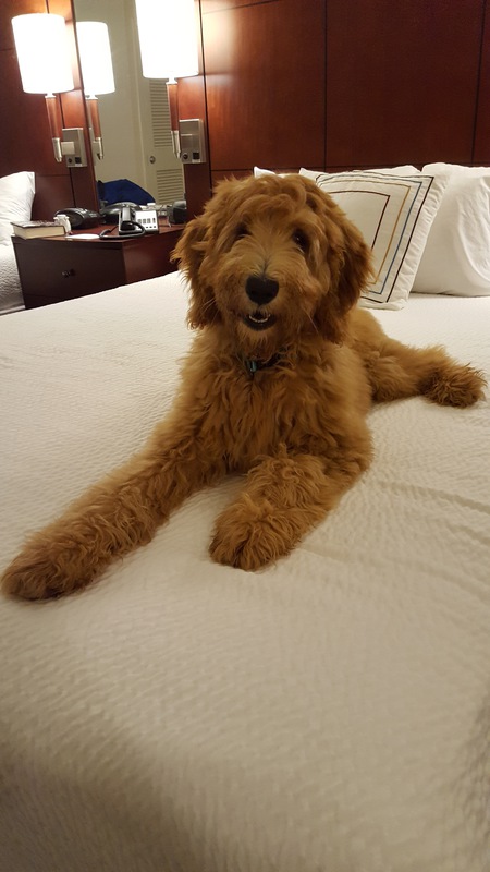 Entry image for Bobbie Blue . Clicking this image will show a larger photo