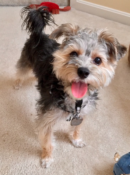 Entry image for Lulu . Clicking this image will show a larger photo