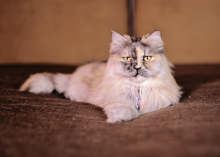 Entry image for Sashi. Clicking this image will show a larger photo