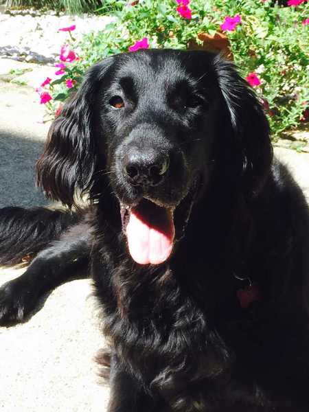 Entry image for Rebel . Clicking this image will show a larger photo