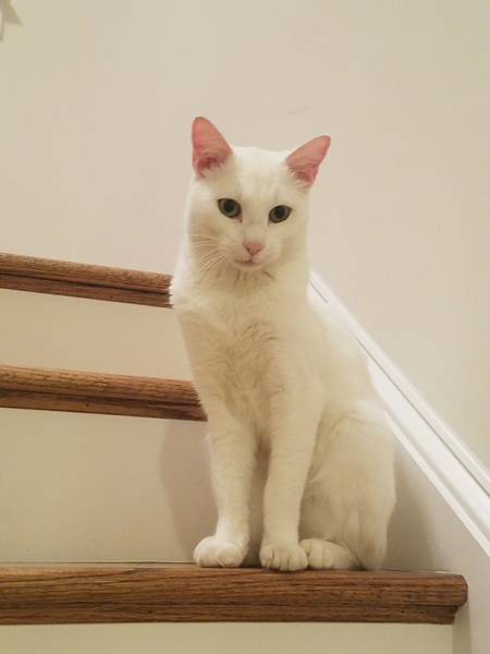 Entry image for Hops. Clicking this image will show a larger photo