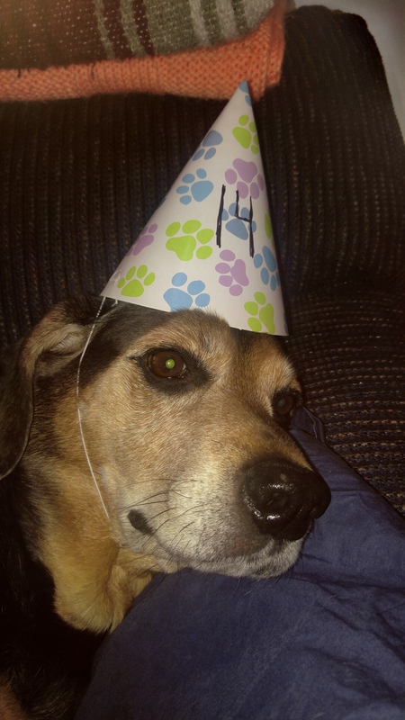 Entry image for Scooby. Clicking this image will show a larger photo