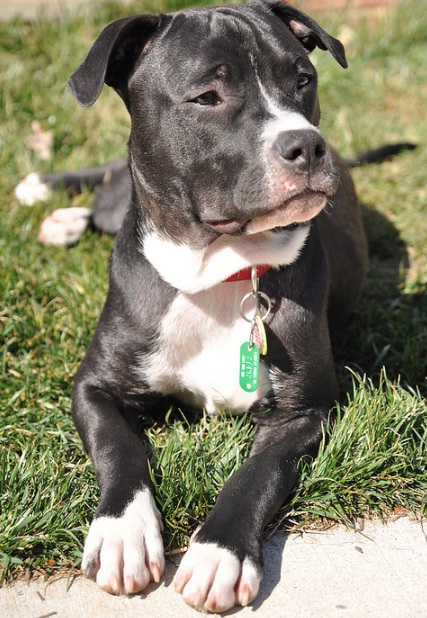 Entry image for Mason. Clicking this image will show a larger photo