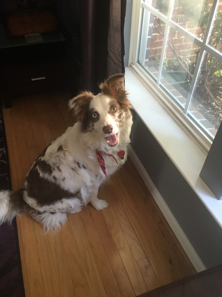 Entry image for Murphy. Clicking this image will show a larger photo