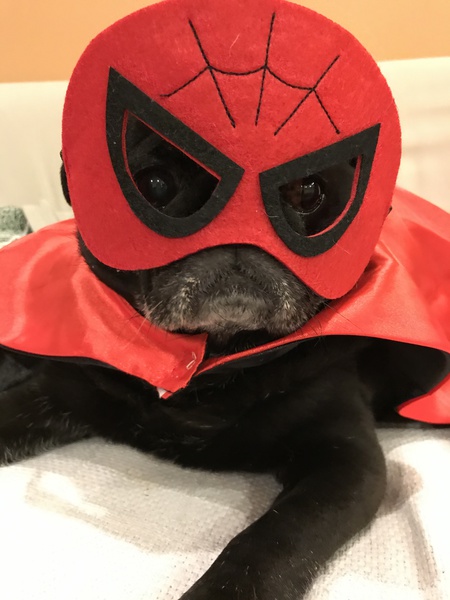 Willie aka Spider Pug 