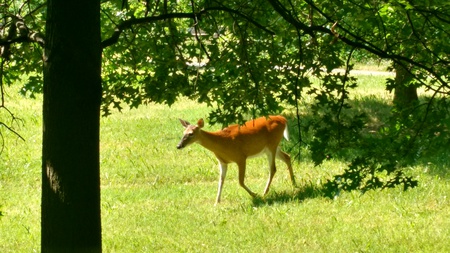 Deer at AWLA