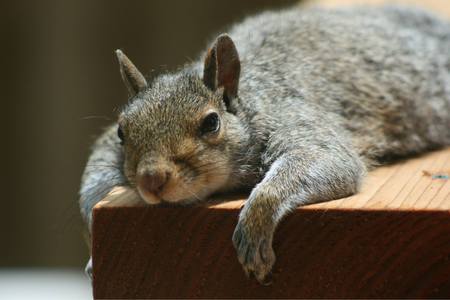 Sleepy Squirrel