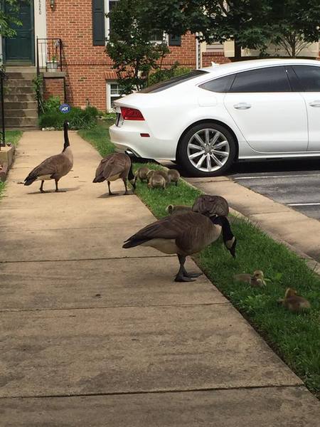 Canadian Geese