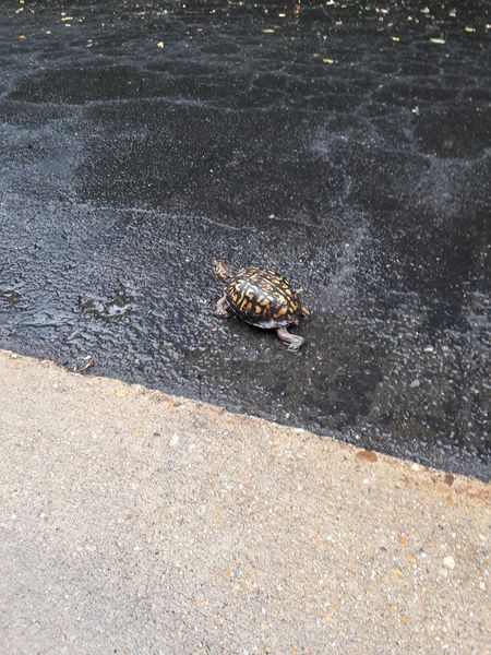 Birchmere Turtle