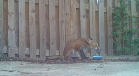 Feasting Fox