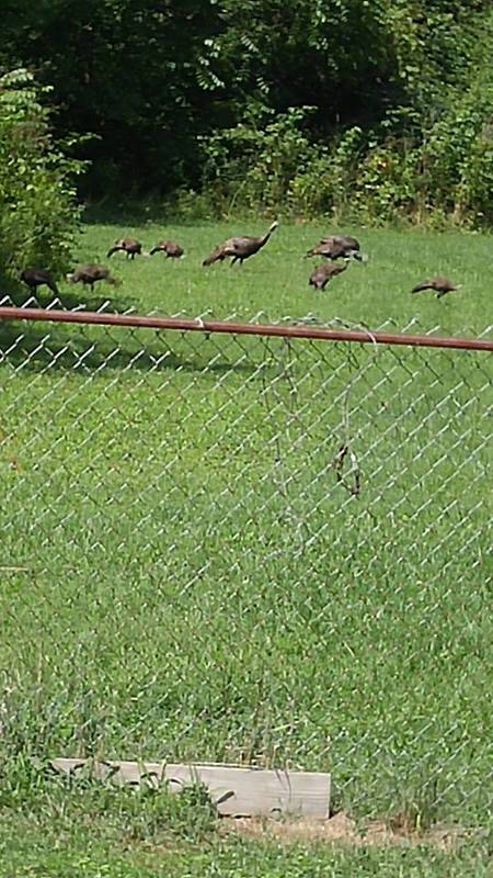 Wild Turkeys