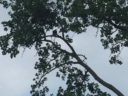 Bald Eagle After Dinner