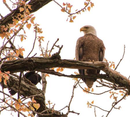 Bald Eagle at Rest