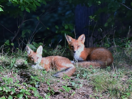 Wild Foxes