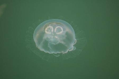 Moon Jelly Fish Energizing