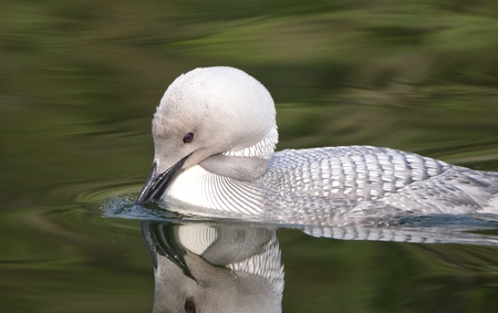 White Loon