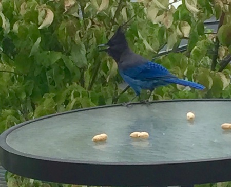Our Jay visitor