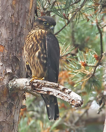 Merlin Dark Pacific Forest sub-species