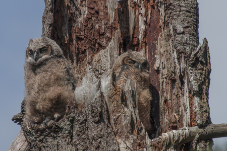 Great Horned Owl Chicks