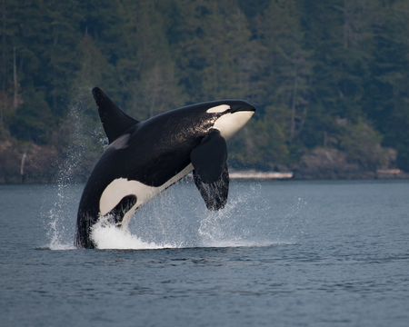 Entry image for Breaching Orca. Clicking this image will show a larger photo