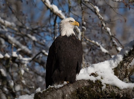 Eagle on guard