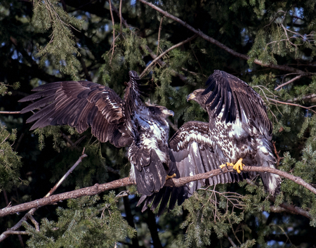 Juvenile eagles at play