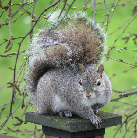 Posing Squirrel