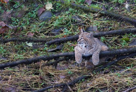 Bobcat Youngster