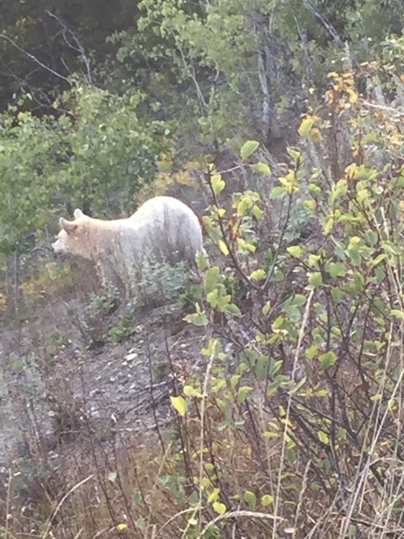 Spirit Bear