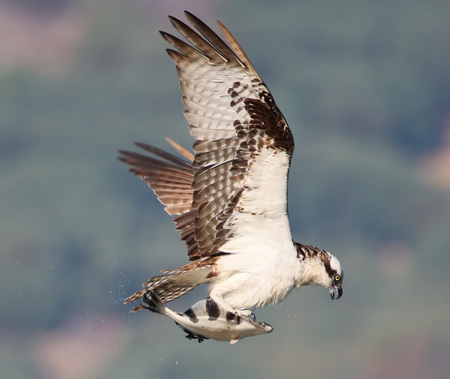 Flying on a Flounder