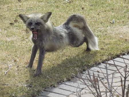 streching fox