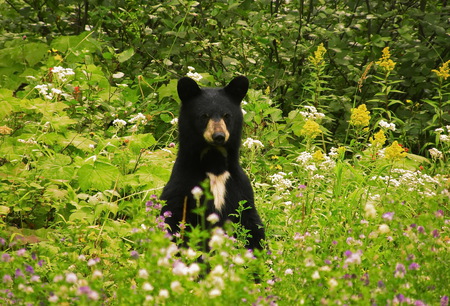 Curious Bear