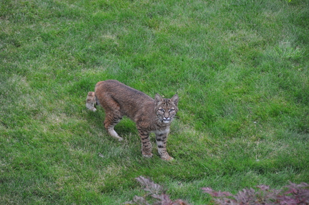 Bobcat in our yard