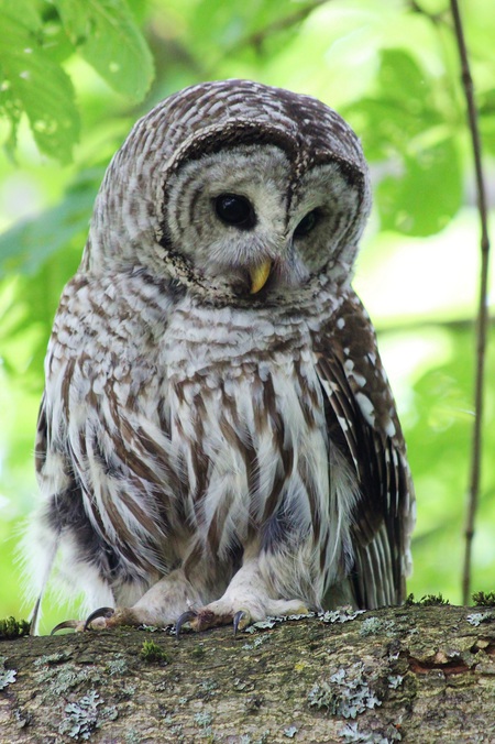 Barred Owl