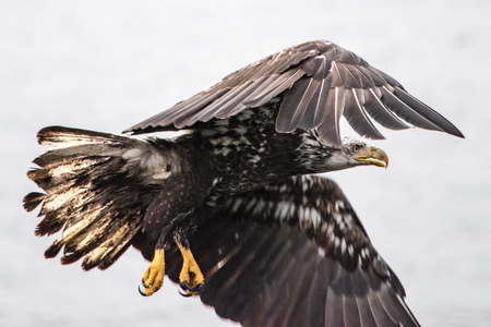 Eagle in flight