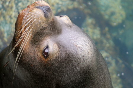 California Sea Lion