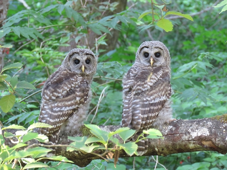 Baby Barred Owls