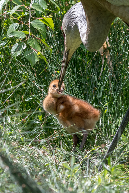 Sandhill crane feeding her colt