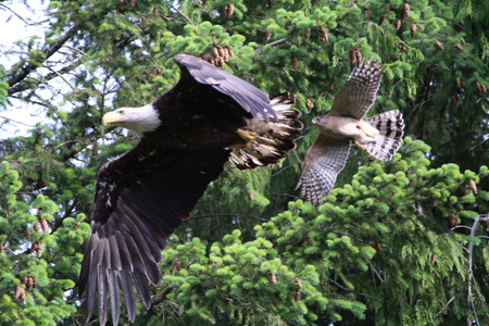 Coopers Hawk Defending Nest