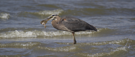 Catch of the Day