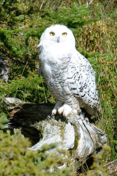 Snowy owl