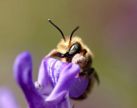 Wool Carder Bee