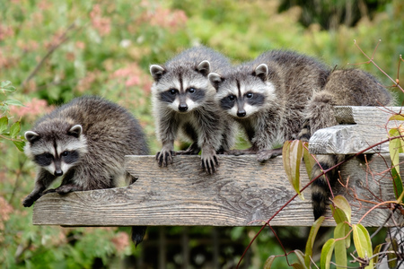 Backyard Bandits