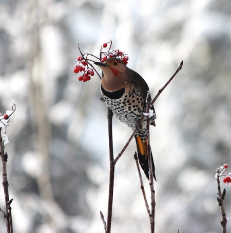 Northern Flicker in Mountain ash first snowfall 
