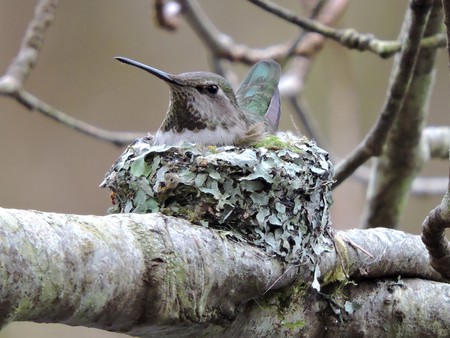 Swan Lake Anna's hummingbird