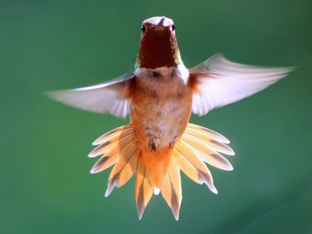 Rufus  Hummingbird 