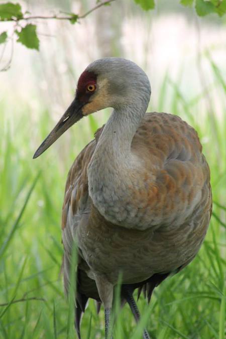 Sandhill Crane