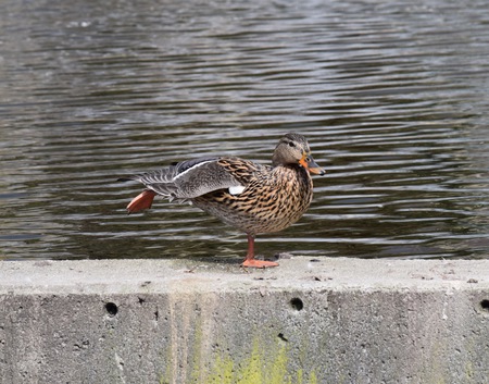 Duck Yoga