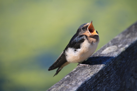 This learning-to-fly business is utterly exhausting!